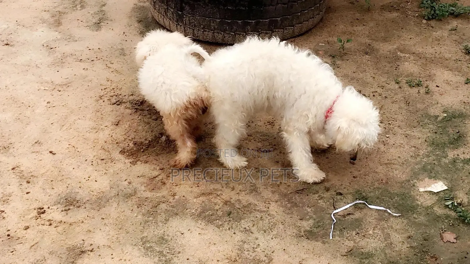 1+ year Male Purebred Maltese