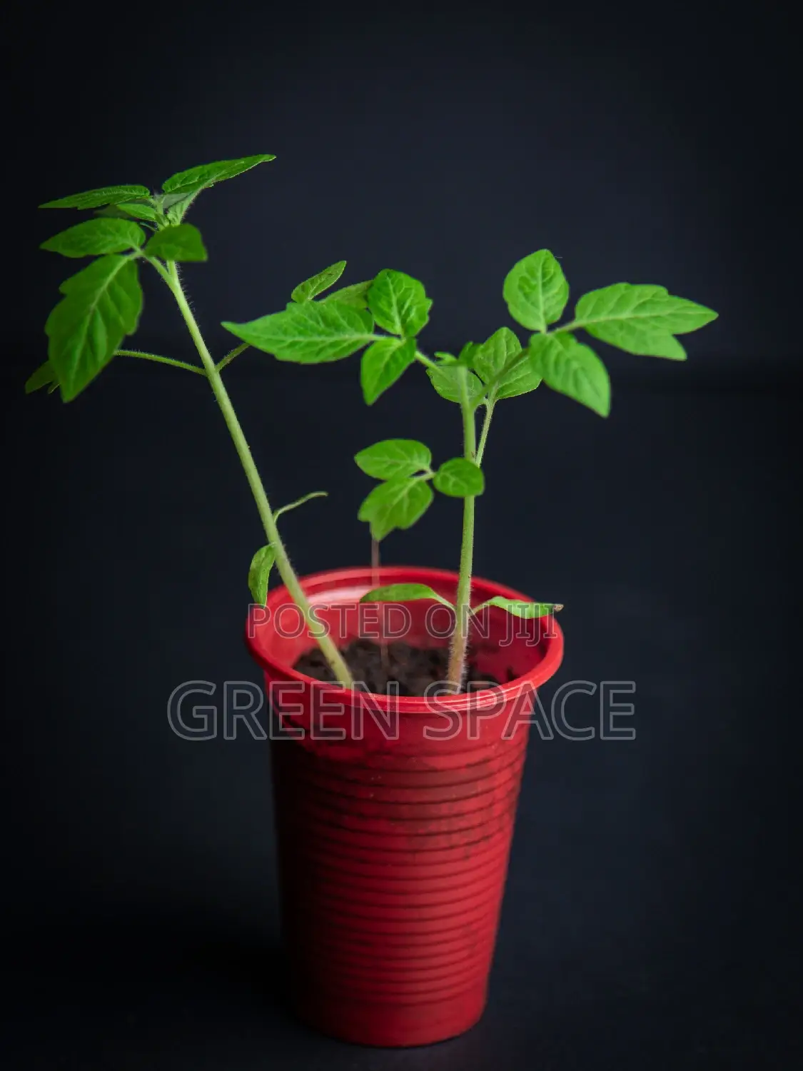 Tomato Seedlings