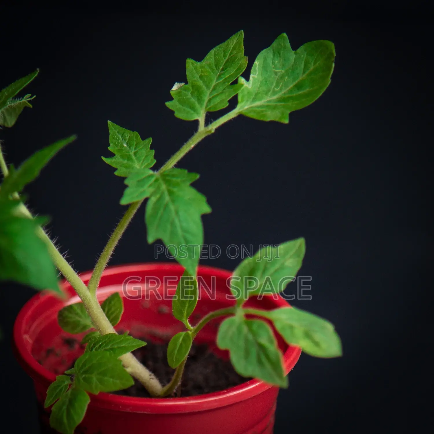 Tomato Seedlings