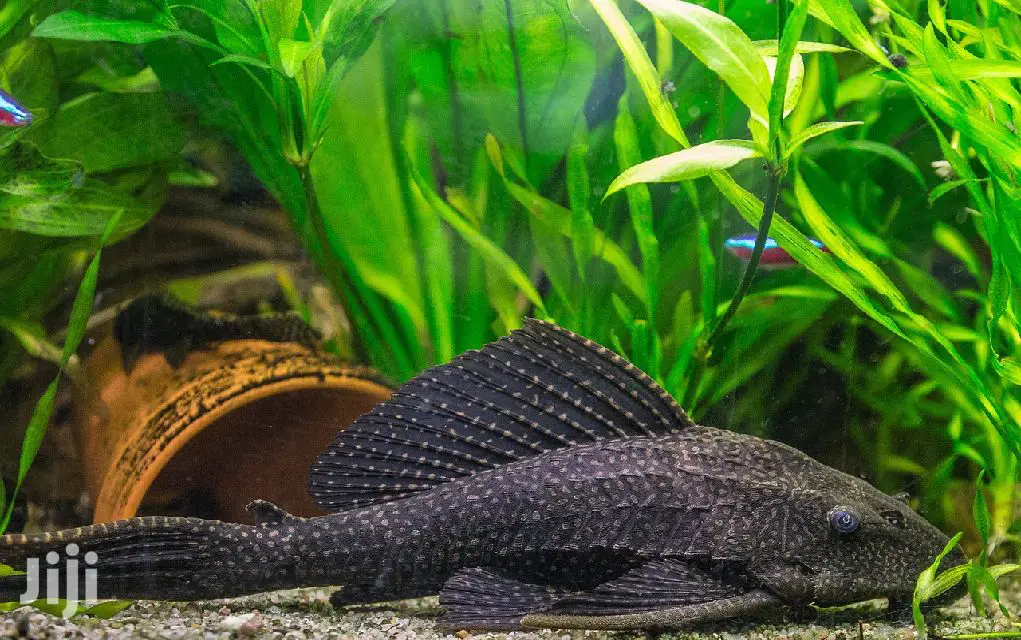 Aquarium Tank Cleaner