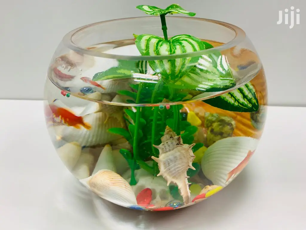 Fish Bowls