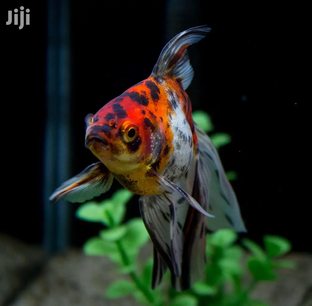 Fantail Calico