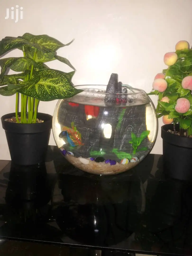 Fish Bowls