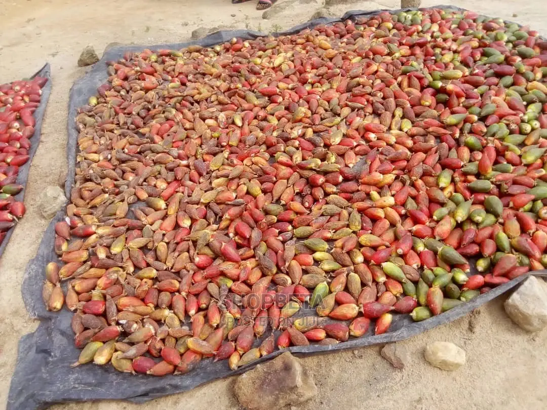 Grain Of Paradise